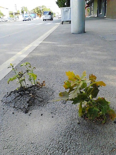 Асфалтът цъфна?! Дръвчета насред тротоара изумиха столичани!