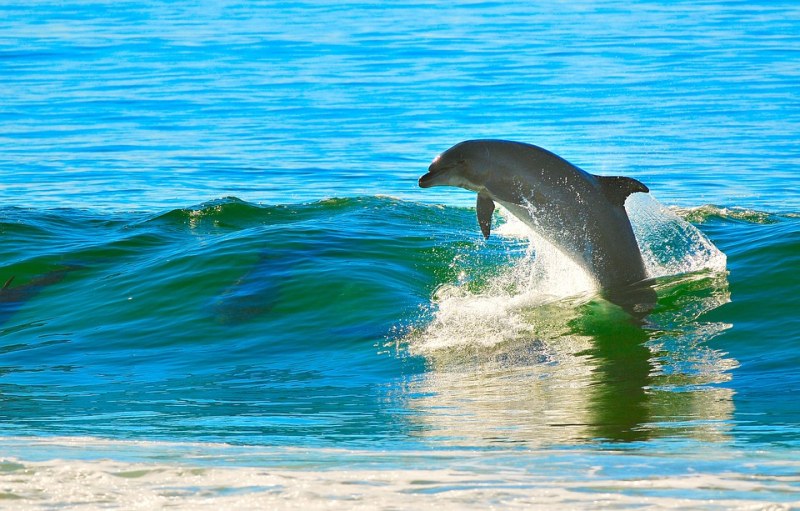 Майка делфин благодари на смели рибари. Спасили бебето й, а тя... скача ли, скача от радост! (ВИДЕО)