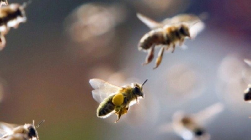 Пчели нападнаха самолет! Три часа не могат да ги изгонят