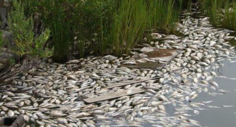 Гръцко езеро изхвърли хиляди мъртви риби