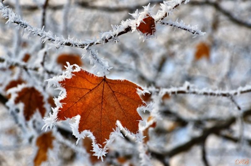 Минусови температури превзеха Румъния – скреж по дърветата, студ за хората
