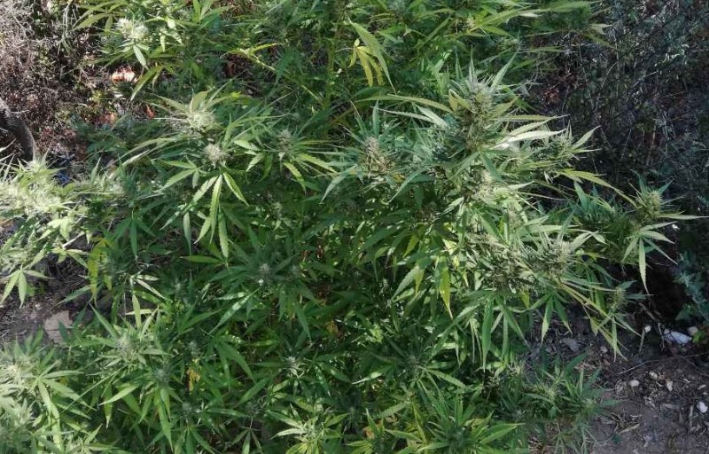 Откриха наркоферма с канабис – растенията по 2,7 метра в Пазарджишко