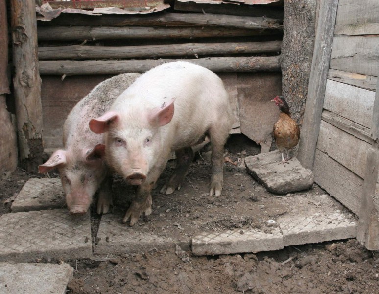 Регистрирай свинята си за левче… С костюм в кочината – новият почин за битка с чумата