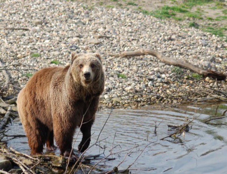 Застреляха мечка в Родопите. Хапнала пет овце