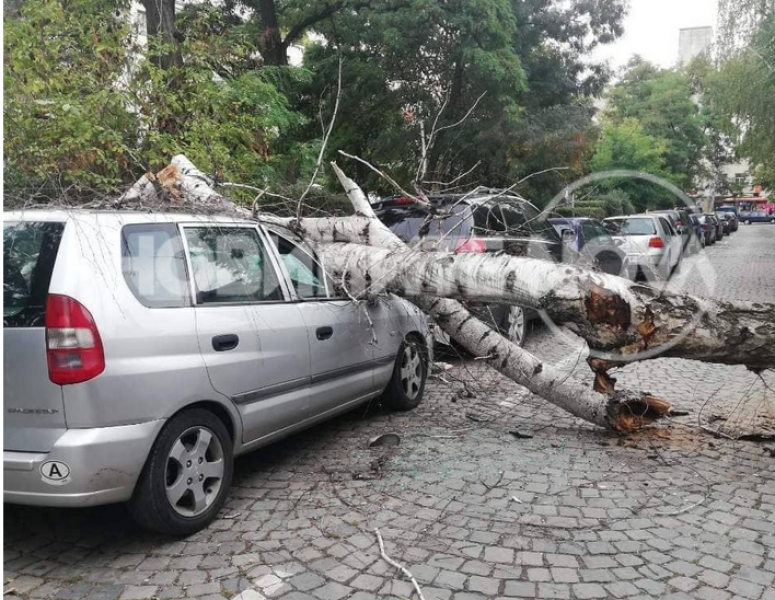 Дърво смаза паркиран автомобил в София  СНИМКИ