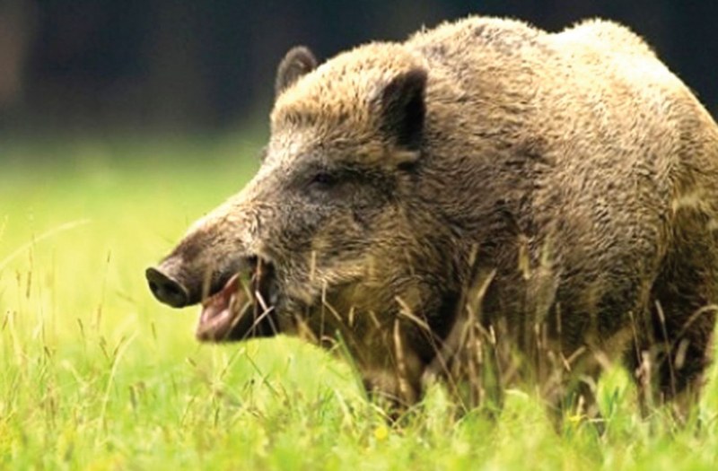 Откриха дива свиня с африканска чума в община Царево