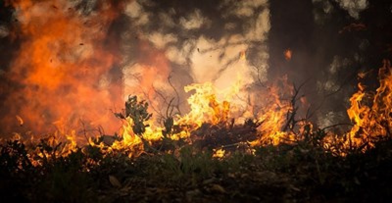 Пожар гори между Горни и Долни Дъбник