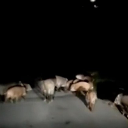 Габрово трепери от страх! Глутница… глигани кръстосват града