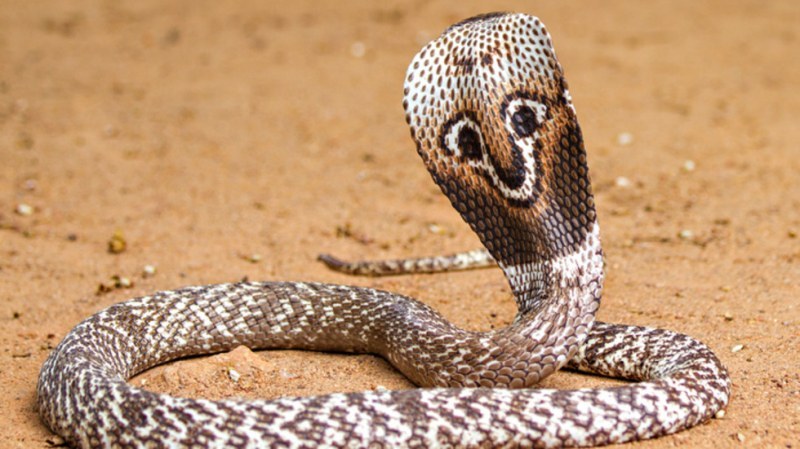 Войник хипнотизира една от най-отровните змии на света  ВИДЕО