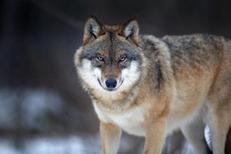 Гладни и стръвни вълци влизат в Раздол, убиват само животни... засега!