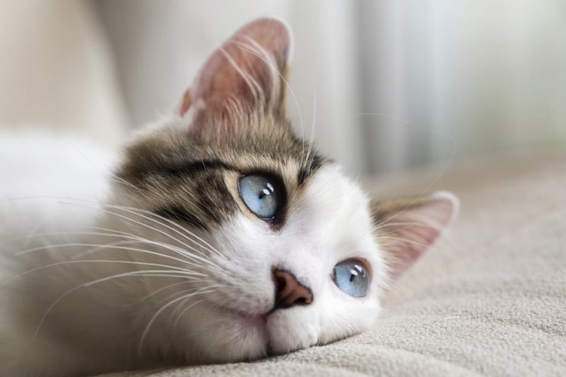 Учени изброиха 6 причини да си вземете котка