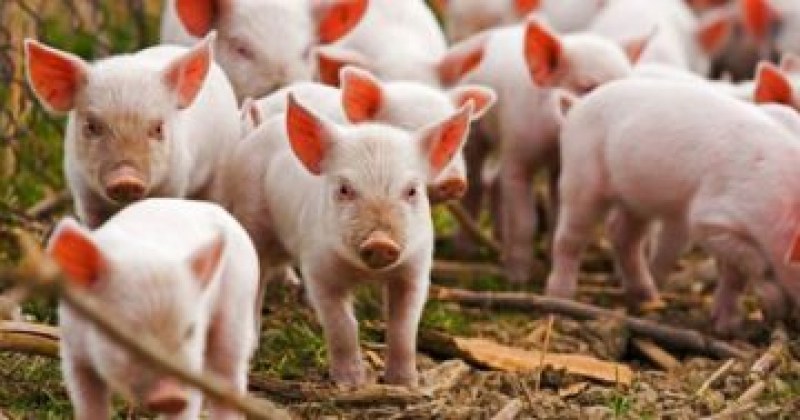 Собственик на свинекомплекс, където избиха 18 500 животни, съди БАБХ