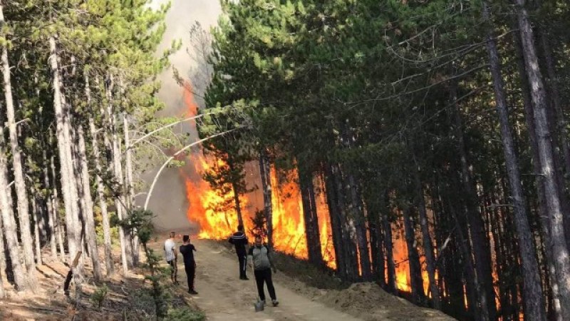 Нов голям пожар в Благоевградско! Гори борова гора в Родопите