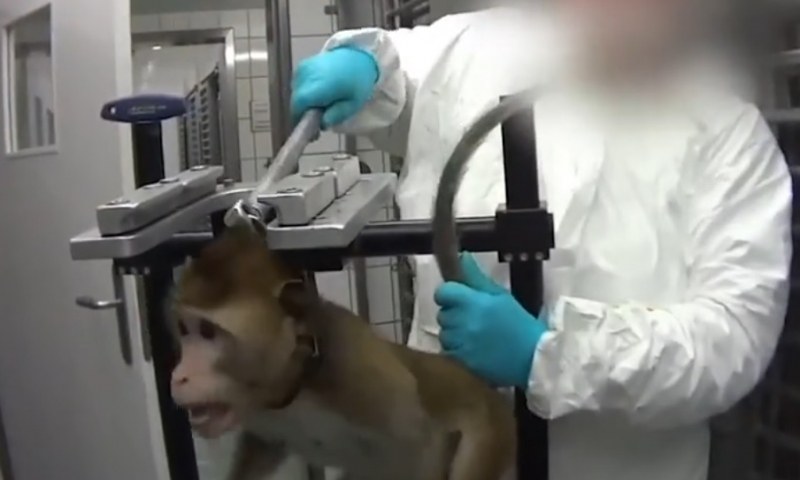 Ужасът се чете в очите им. Издевателства над животни в лаборатория (18+)