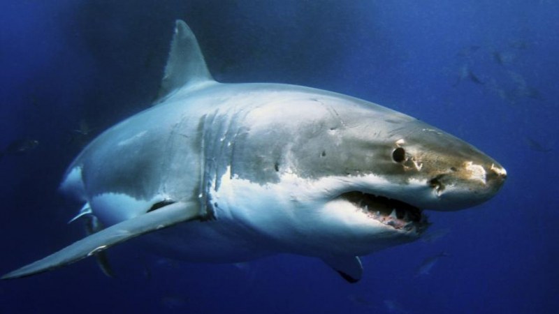 Хищник със сърце: Рибар помогна на бяла акула, тя му благодари