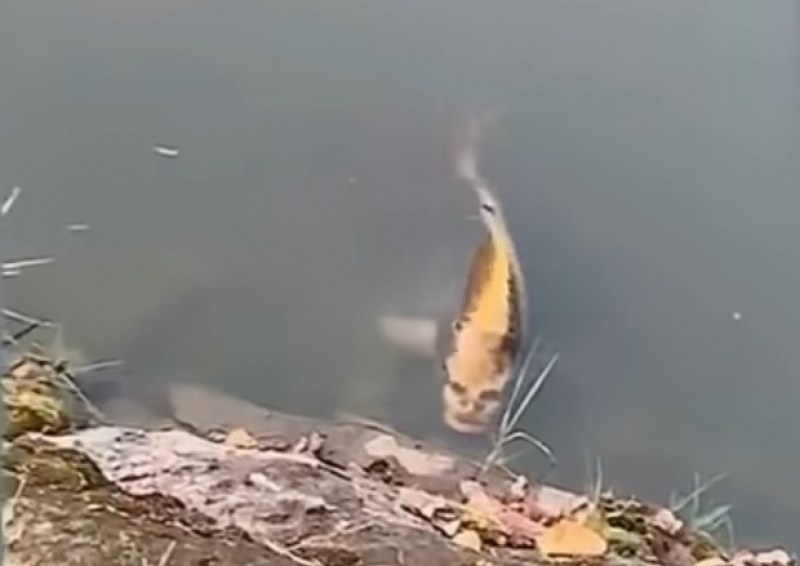 Риба с човешко лице плува из езеро! Къде точно сбърка еволюцията?