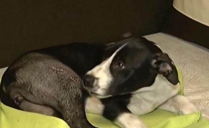 Насилие над куче: Отвлечено и захвърлено със счупен крак до Търново