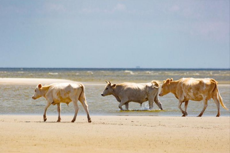 Три крави, отнесени от ураган, живи на остров в океана... Пасат си!