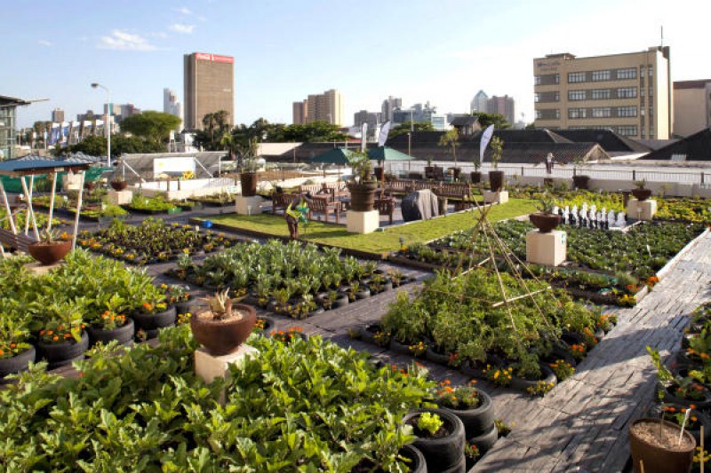 Добра идея: Ню Йорк си отглежда зеленчуци по покривите