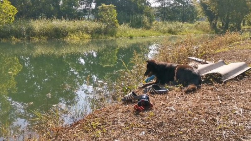 Мии като Хачико: Куче чака с дни своя удавил се стопанин  СНИМКИ