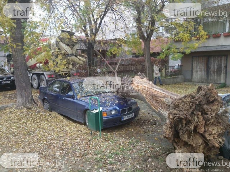 Дърво падна до детска градина в Пловдив, по чудо няма пострадали