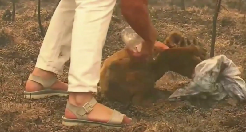 Коала в беда! Жена спаси животинка насред пламъците в Австралия