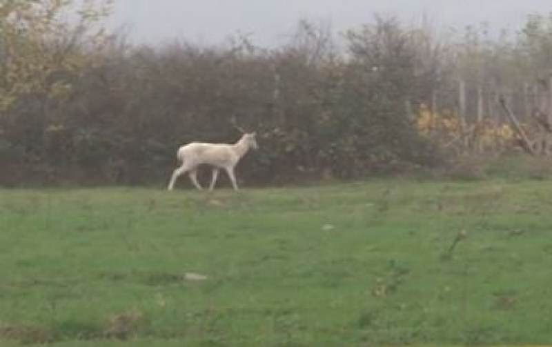 Белият елен – албинос! Вероятно има собственик. Кой е той? Къде е?