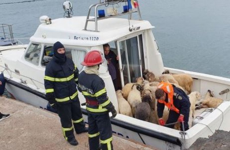 Кораб с 14 000 овце се обърна в Черно море. Екипажът спасен, а животинките...