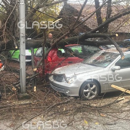 Огромно дърво се стовари на паркинг в Пловдив, Мицубиши е смазано, клон влезе в Мерцедес