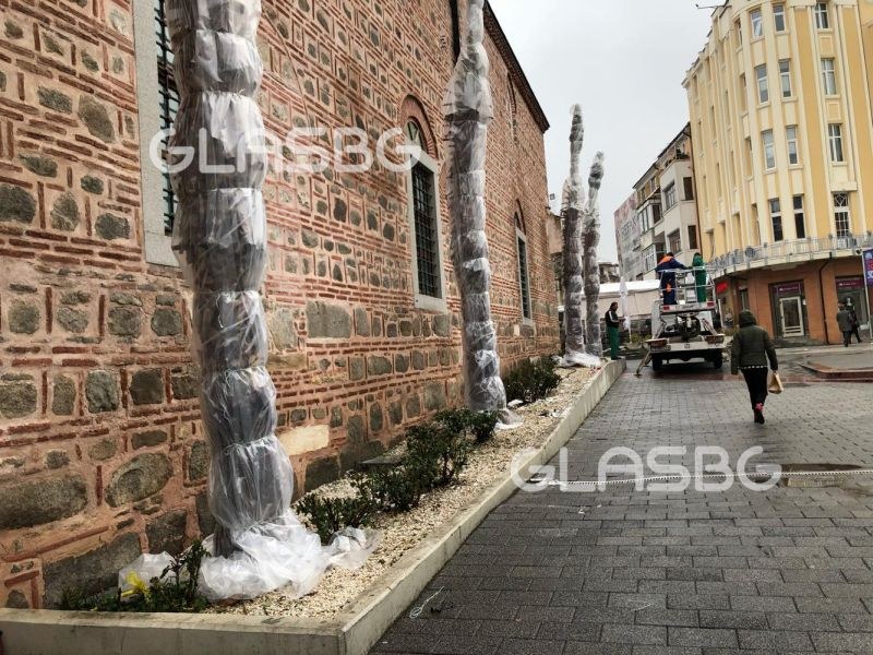 Снегът завари палмите на Пловдив голи! Бързо-бързо им надянаха зимните палтенца!