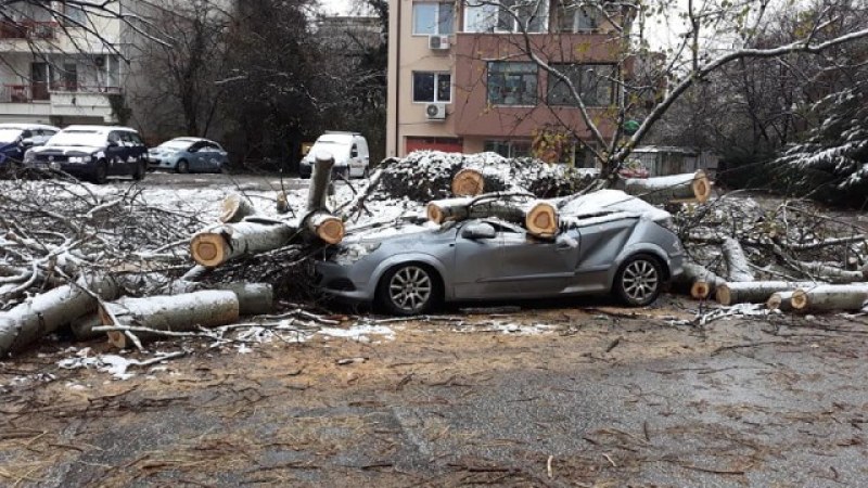 Снежна буря изкорени 40-годишна топола в Пловдив. Потроши паркирана кола!