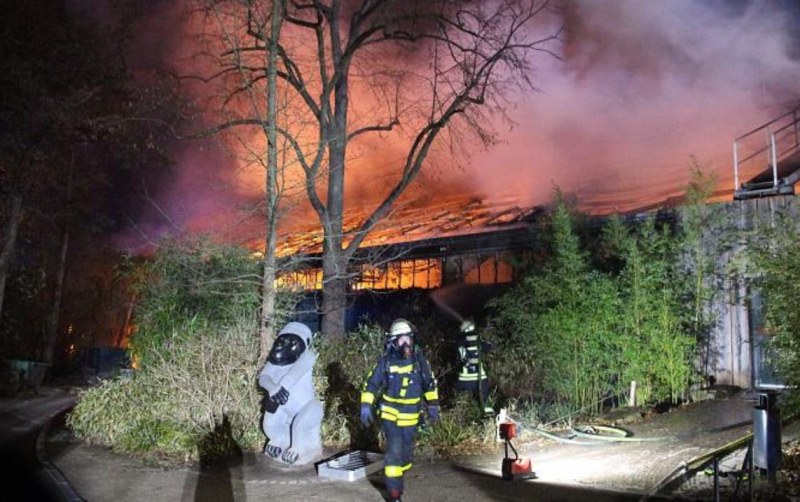 Инцидент: Пожар погуби 30 маймуни в зоопарк в Германия ВИДЕО