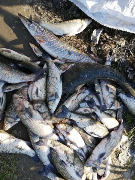 Откриха много мъртва риба в Марица край Пловдив