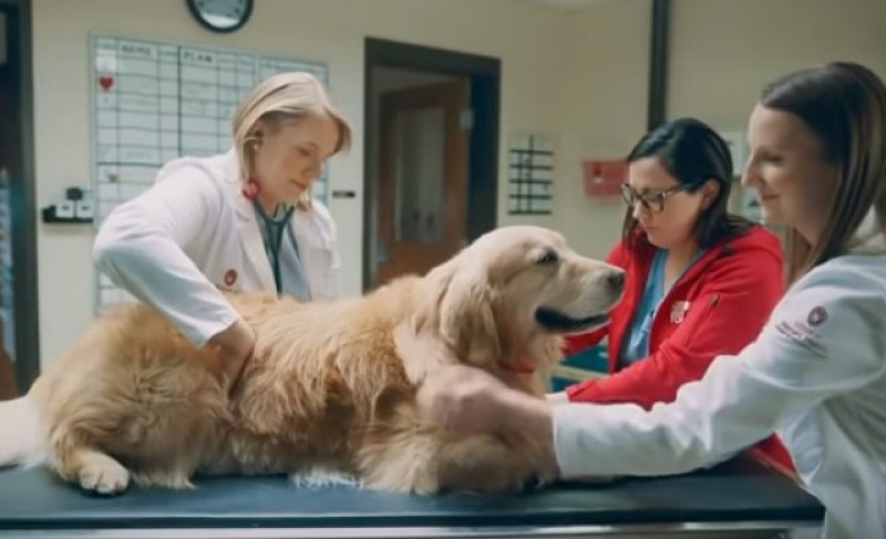 Ветеринари спасиха куче с рак, собственикът се отплати с реклама за 6 милиона