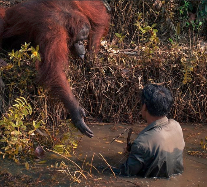 Човечност у животните: Орангутан помисли, че мъж се дави - подаде му ръка