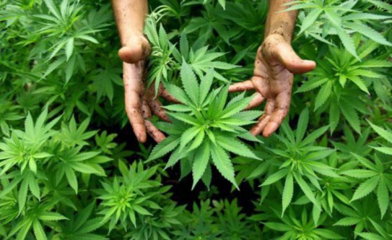 Нидерландия взе извънредни мерки за... марихуаната!