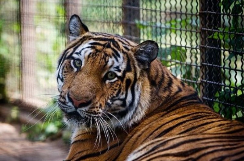 Тигър в зоопарк се зарази с COVID-19
