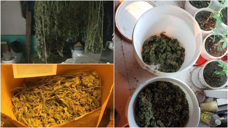 Разбиха домашна оранжерия за марихуана край София СНИМКИ