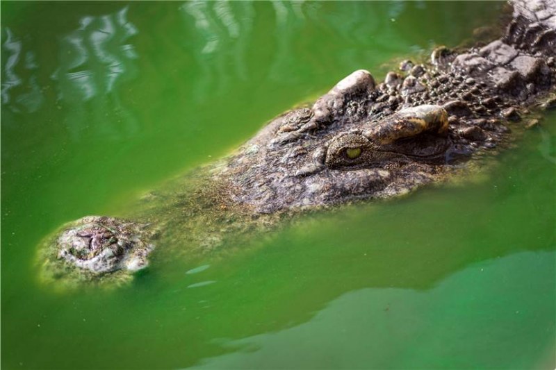 Майка извади главата на сина си от устата на крокодил СНИМКИ