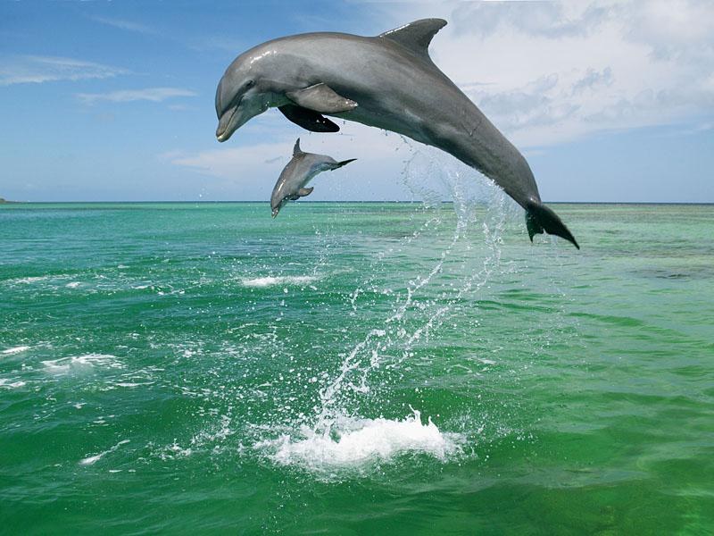 Делфините се върнаха на любим наш плаж  ВИДЕО