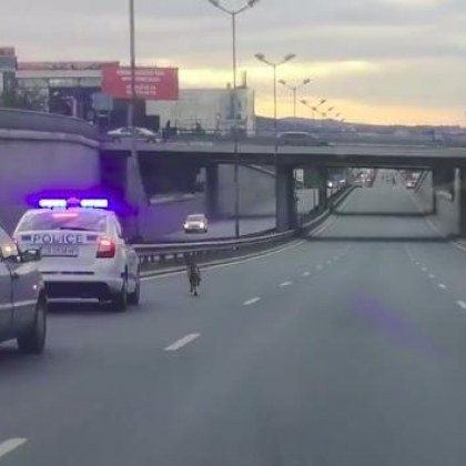 Родни полицаи с патрулка спасиха куче ВИДЕО