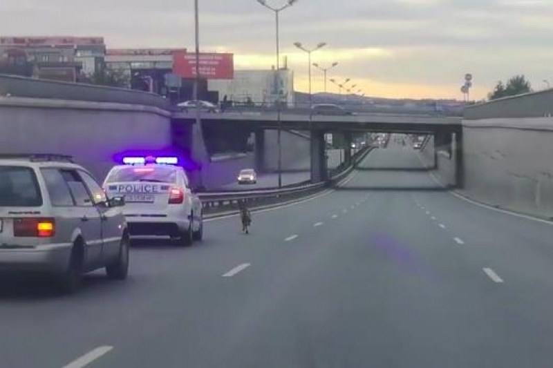 Родни полицаи с патрулка спасиха куче ВИДЕО
