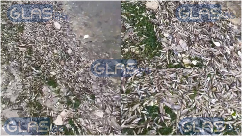 Варненското езеро изхвърли хиляди мъртви риби ВИДЕО и СНИМКИ
