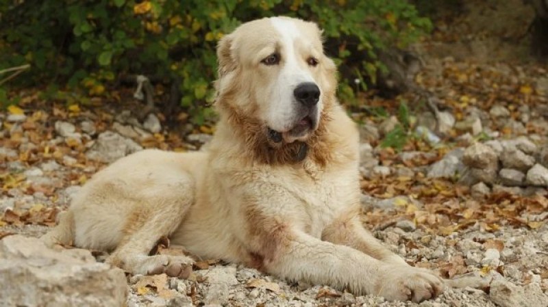 Като Хачико: Куче чака стопанина си 3 месеца в болница след смъртта му