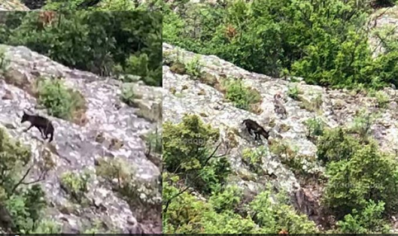 Рядко срещан черен вълк пази светилище в Родопите  ВИДЕО