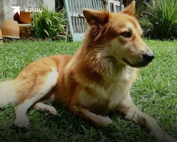 Чико - кучето, което спаси стопанката си и това му коства живота