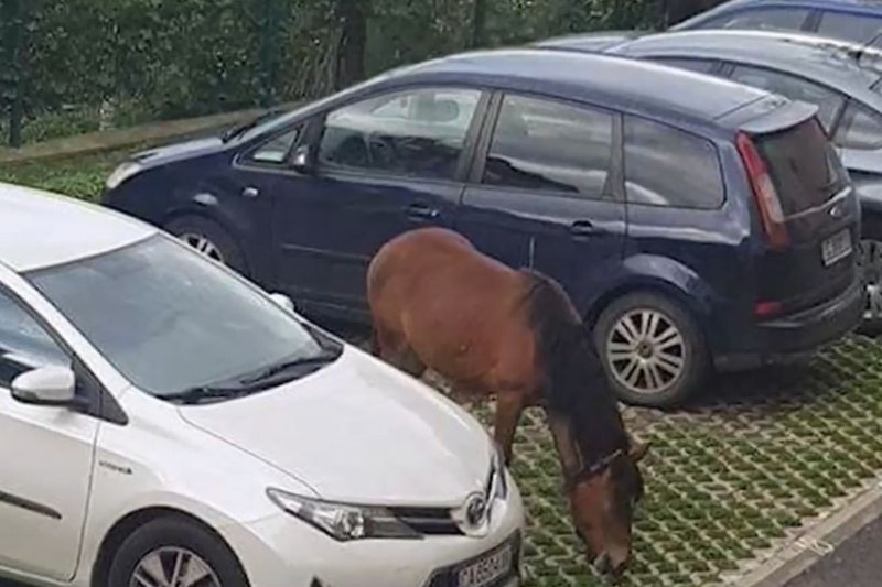 Стадо коне се разхождат из... столичен квартал!