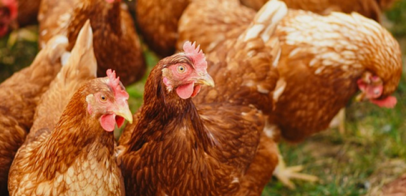 Избиват над 170 хил. кокошки в Асеновград!