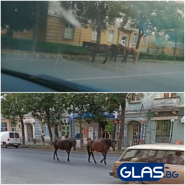 Три коня, ошашавени шофьори и… въпрос на полицай: И аз какво да направя?