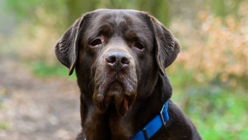 Обучиха кучетата от Бундесвера да разпознават коронавируса по миризма